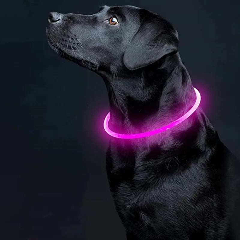 Collier LED pour animaux rechargeable - Sécurité nocturne